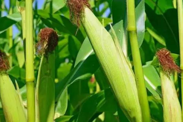太行甜糯221玉米种子特征特性，适宜密度为3500株/亩左右