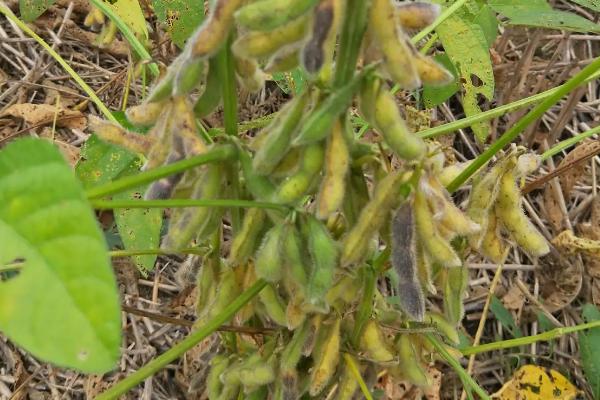 中联豆1512大豆种子特征特性，耐草甘膦除草剂转基因大豆品种