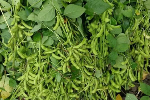皖豆61大豆品种的特性，黄淮海夏大豆普通型品种