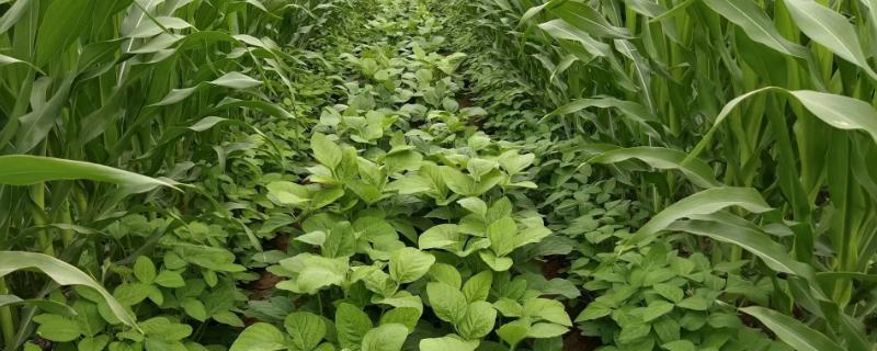 中联豆1512大豆种子特征特性，耐草甘膦除草剂转基因大豆品种