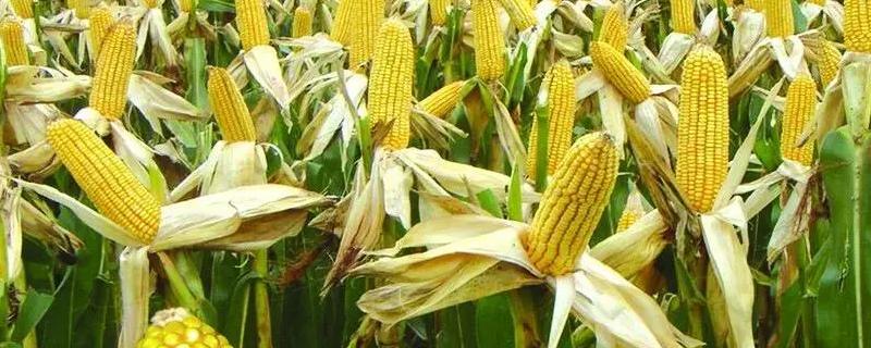 雷奥1825玉米种子特征特性，适宜播期6月上中旬