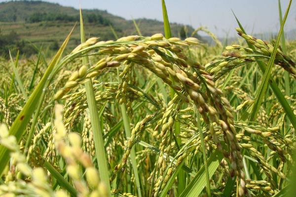 野香优美特占水稻品种的特性，全生育期117.6天