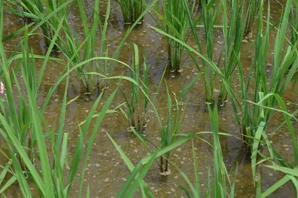 野香优美特占水稻品种的特性，全生育期117.6天