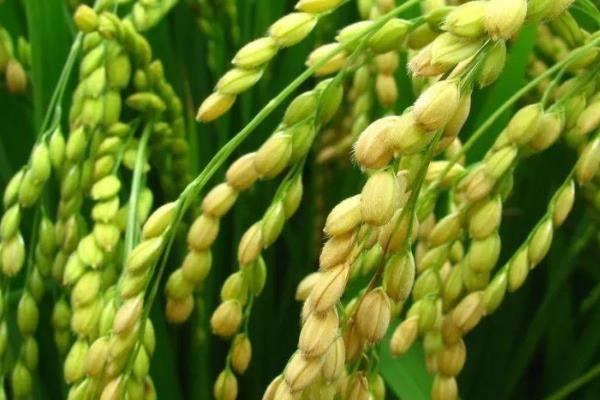 万太优3158水稻种子特征特性，全生育期124.0天