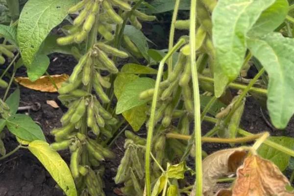 中联豆1307大豆种子特征特性，结荚鼓粒期及时防治大豆食心虫