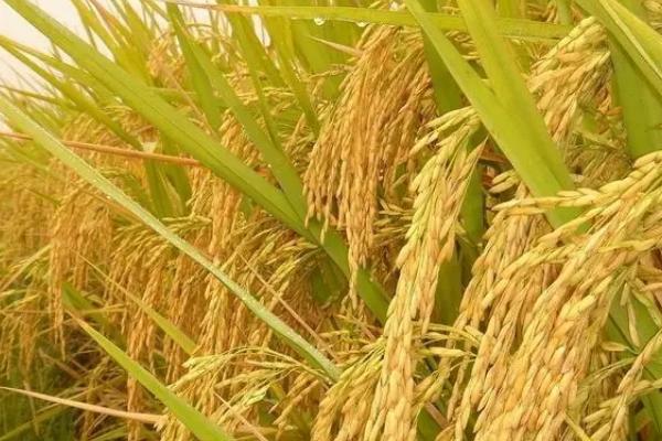 宜优586水稻品种简介，每亩有效穗数14.3万穗