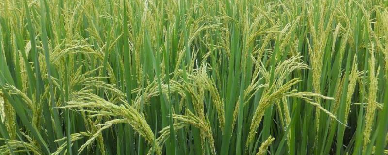 钢两优铁丝水稻品种的特性，一般4月下旬—5月上旬播种