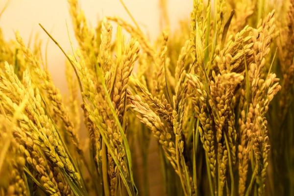 钢两优铁丝水稻品种的特性，一般4月下旬—5月上旬播种