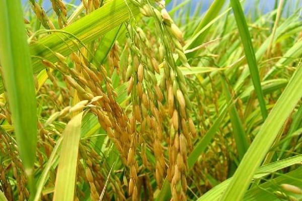 银两优晶占水稻品种简介，每亩有效穗数19.2万穗