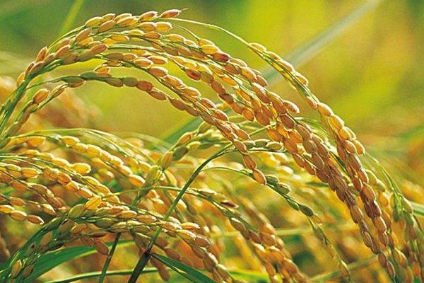 绥粳121水稻种子介绍，一般4月下旬—5月上旬播种