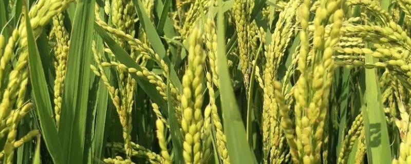 银两优晶占水稻品种简介，每亩有效穗数19.2万穗