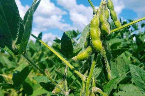 兴豆576大豆品种的特性，5月中旬至6月中旬播种
