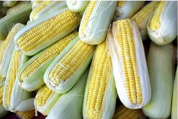德光168玉米种子介绍，中抗腐霉茎腐病