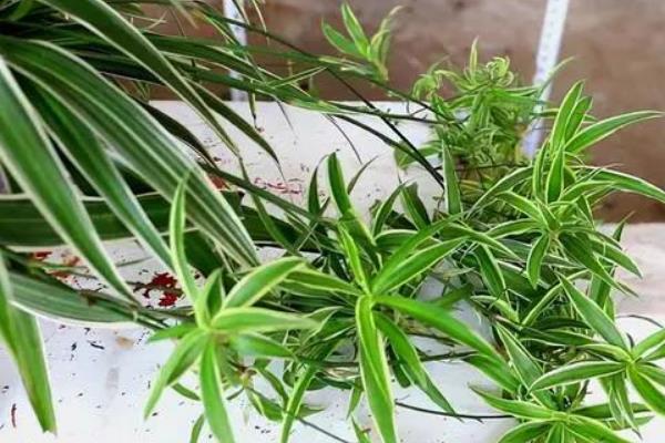 金心吊兰的养殖方法，可以每隔一周浇一次水
