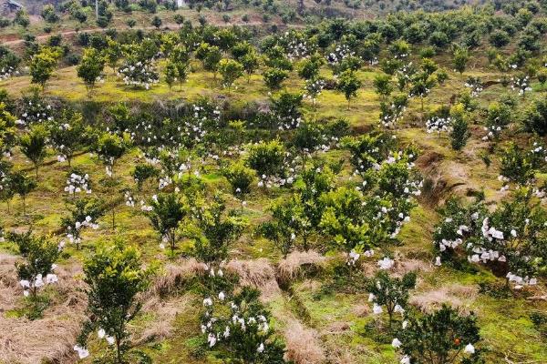 种植耙耙柑的条件，年均气温要达到16-22℃左右