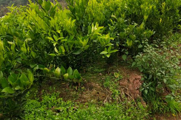 种植耙耙柑的条件，年均气温要达到16-22℃左右