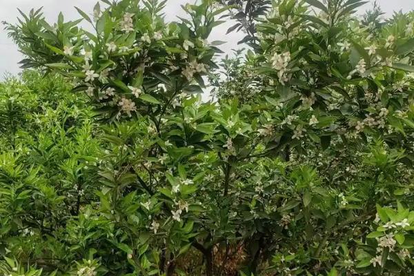 种植耙耙柑的条件，年均气温要达到16-22℃左右