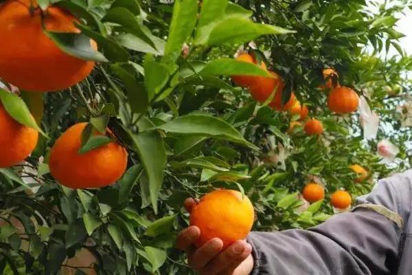 种植耙耙柑的条件，年均气温要达到16-22℃左右
