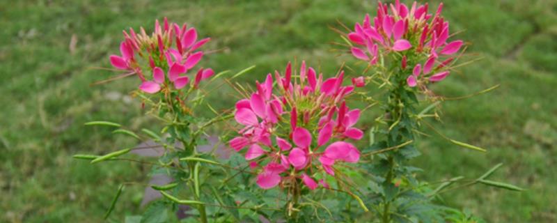 醉蝶花怎么养，花蕾形成及开花期施追肥2-3次