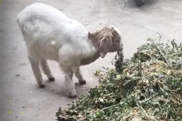 羊如何快速断奶，将小羊和母羊强制分开可让它改吃饲料