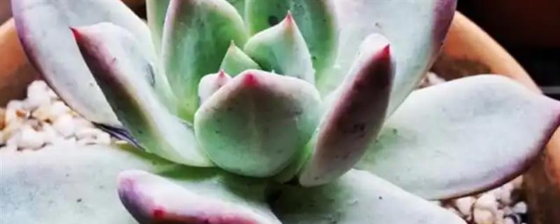 多肉怎么浇水，浇水频次要根据季节变化而改变