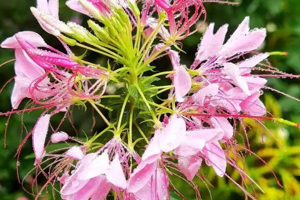 醉蝶花怎么养，花蕾形成及开花期施追肥2-3次