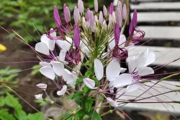 醉蝶花怎么养，花蕾形成及开花期施追肥2-3次
