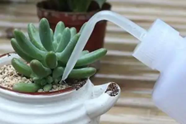 多肉怎么浇水，浇水频次要根据季节变化而改变