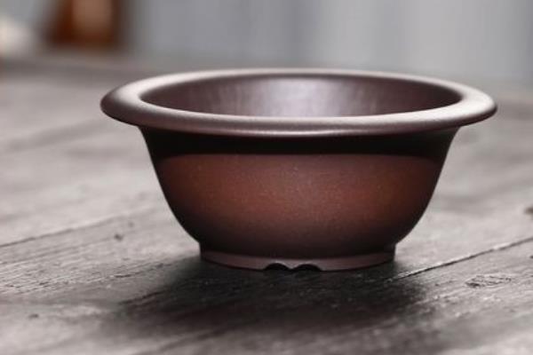 如何栽培山上挖的映山红，修剪根系、消毒并涂抹生根粉之后再栽入盆中