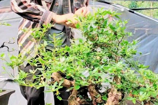 如何栽培山上挖的映山红，修剪根系、消毒并涂抹生根粉之后再栽入盆中