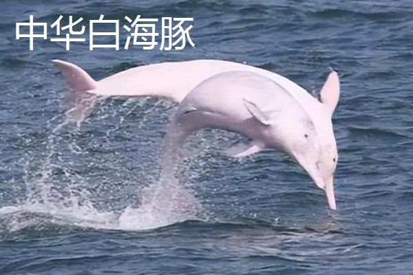 海豚通过什么进行呼吸，是通过肺进行呼吸