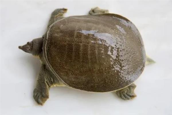 鳖是哪类动物，属于两栖动物