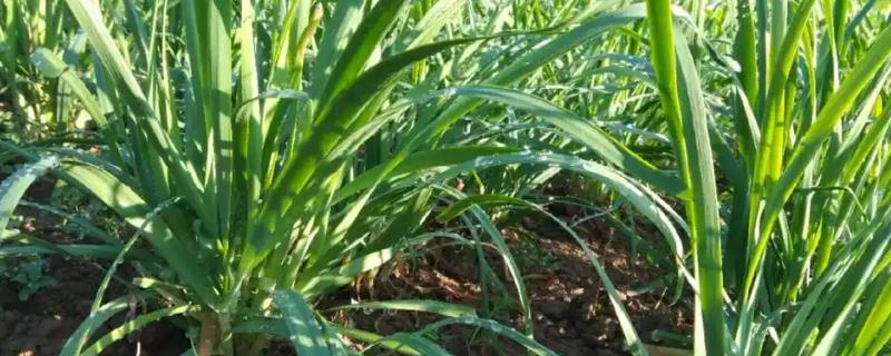 哪些韭菜品种比较好，阔叶韭菜、杂交韭菜具有良好的品质