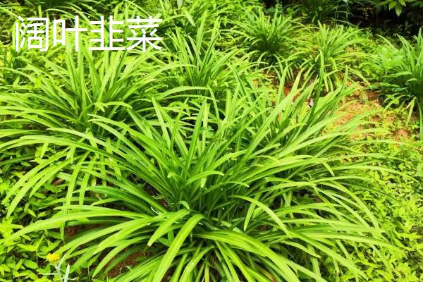 哪些韭菜品种比较好，阔叶韭菜、杂交韭菜具有良好的品质