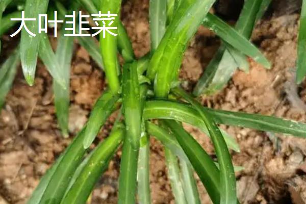 哪些韭菜品种比较好，阔叶韭菜、杂交韭菜具有良好的品质