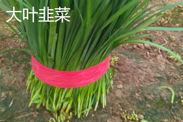 哪些韭菜品种比较好，阔叶韭菜、杂交韭菜具有良好的品质