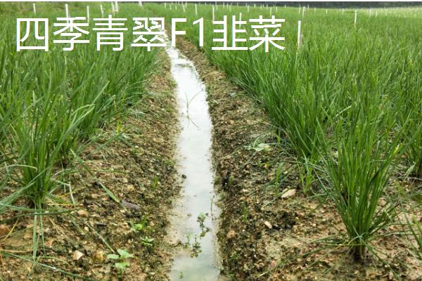 哪些韭菜品种比较好，阔叶韭菜、杂交韭菜具有良好的品质