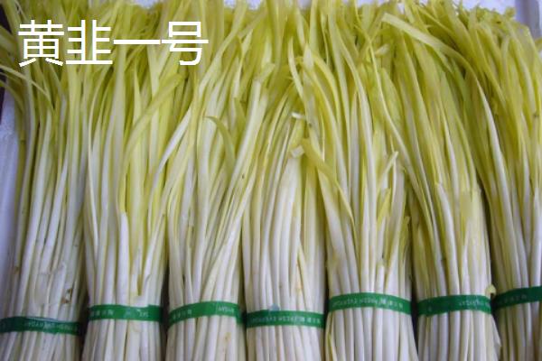 哪些韭菜品种比较好，阔叶韭菜、杂交韭菜具有良好的品质
