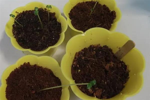 蔷薇花的种植时间，3-4月份是最佳期