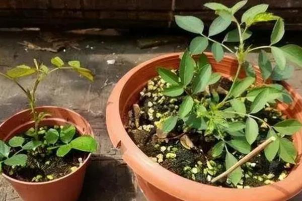 蔷薇花的种植时间，3-4月份是最佳期
