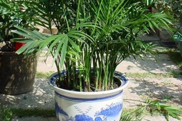 凤尾竹多久浇水一次，春天1到2天浇一次水
