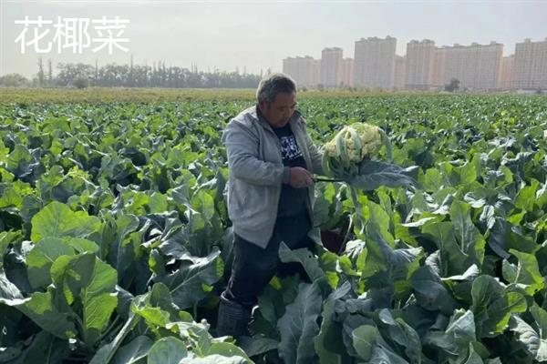 10月份有什么蔬菜，包含南瓜、菜花、茼蒿等品种