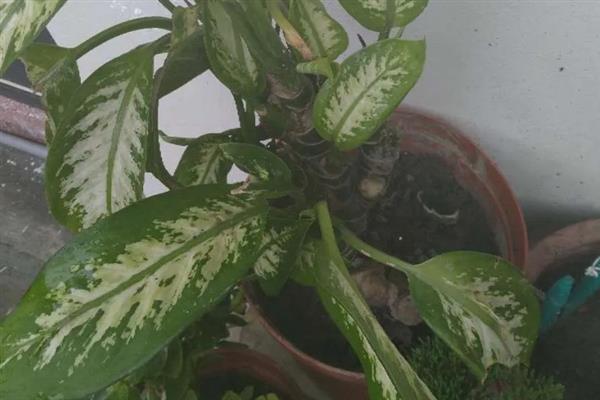 斑马叶万年青的养殖方法，阴雨天气不建议浇水