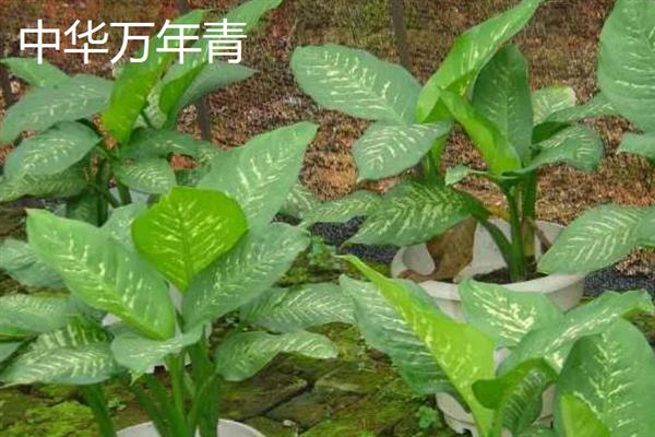 斑马叶万年青的养殖方法，阴雨天气不建议浇水