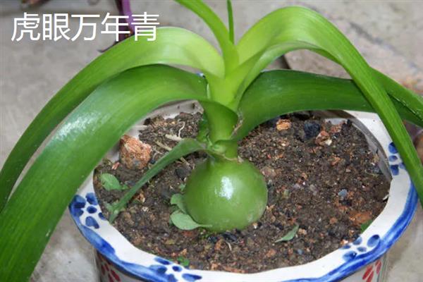 斑马叶万年青的养殖方法，阴雨天气不建议浇水