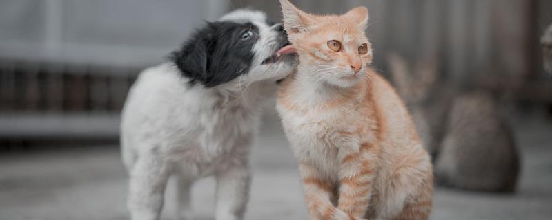 犬猫绦虫病怎么治疗，喂服二氯酚等药物具有疗效