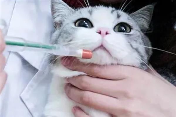 犬猫绦虫病怎么治疗，喂服二氯酚等药物具有疗效