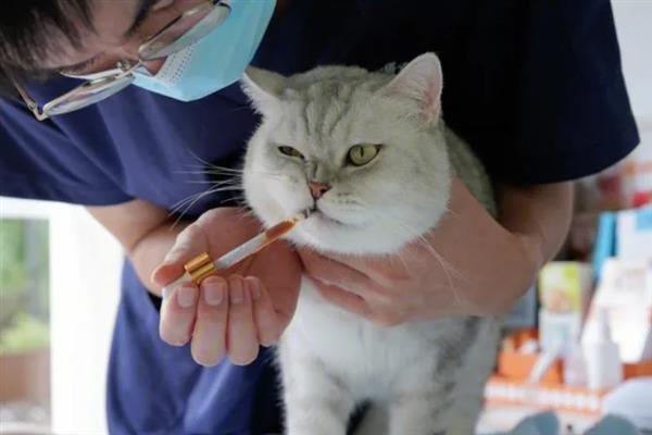 犬猫绦虫病怎么治疗，喂服二氯酚等药物具有疗效