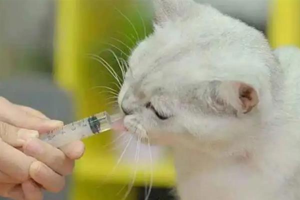 犬猫绦虫病怎么治疗，喂服二氯酚等药物具有疗效
