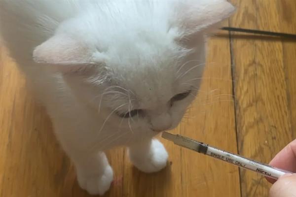 犬猫绦虫病怎么治疗，喂服二氯酚等药物具有疗效